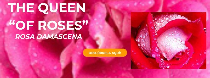 ROSA DE BULGARIA